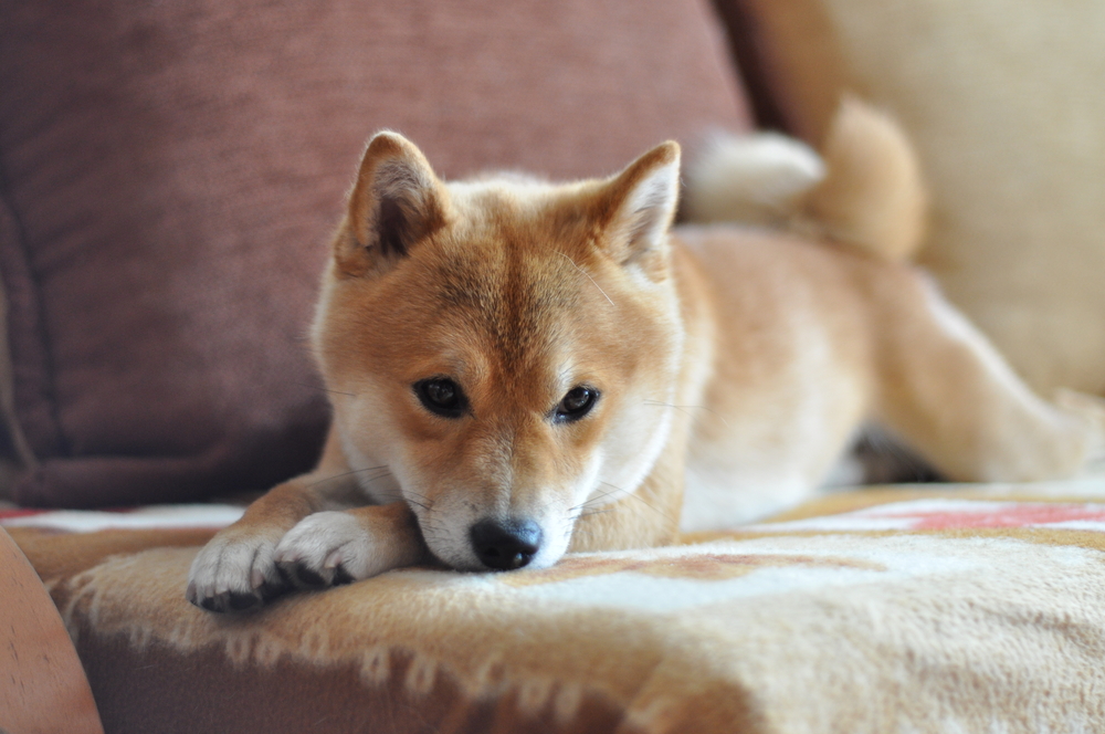 柴犬の平均寿命は何歳 ギネス記録は 長生きに向けた４つのポイント ドッグフード店長